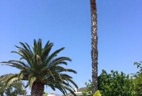 Okosmostonfiton (130)