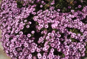 Okosmostonfiton (2)